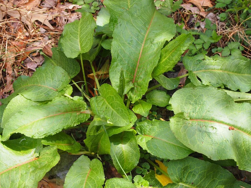 Щавель персик ракушка половые губы форма фото. Щавель курчавый (Rumex crispus). Щавель курчавый (Rumex crispus l.). Щавель курчавый сорняк. Курчавый щавель трава.