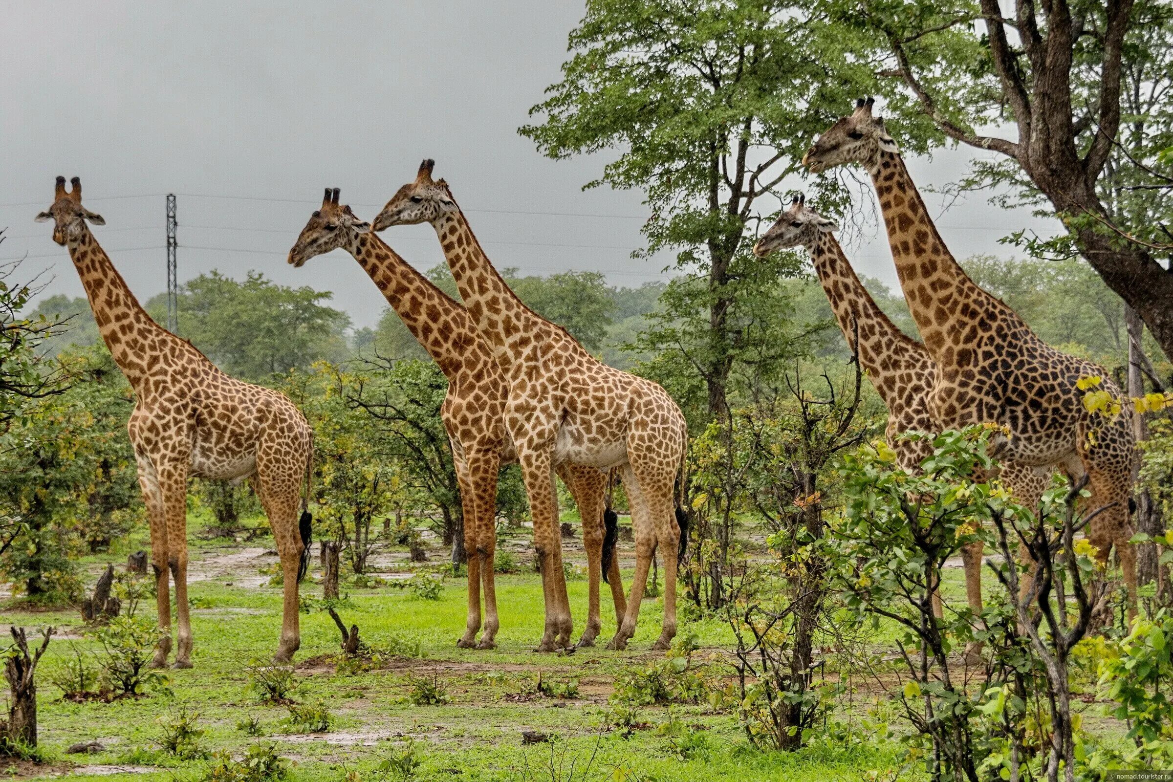 Жираф среда обитания. Родезийский Жираф. Жираф Торникрофта. Ангольский Жираф (Giraffa camelopardalis angolensis). Саванны Замбии.