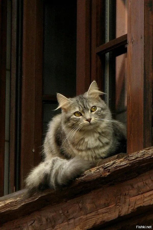 Кошка на карнизе. Кот на окне. Кот сидящий на карнизе. Кот на карнизе