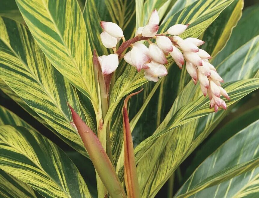 Альпиния. Альпиния. Альпиния пурпурная. Альпиния вариегатная. Альпиния пониклая.