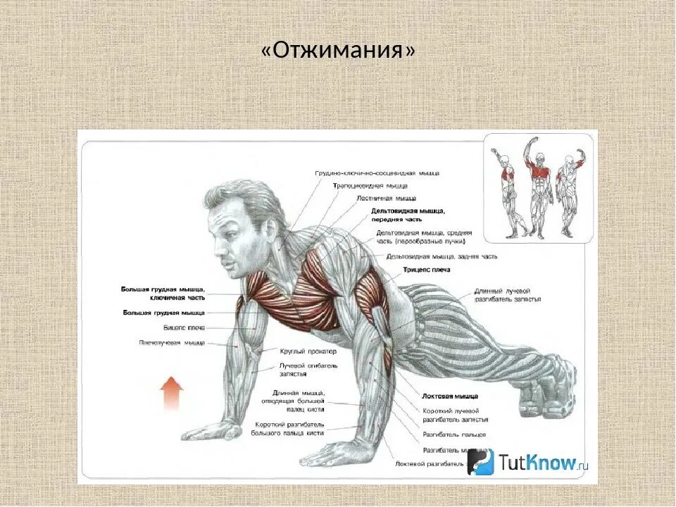 Польза отжиманий для мужчин. Группы мышц задействованные при отжимании. Упражнения на грудные мышцы отжиманиями. Отжимания схема выполнения. Группы мышц при отжимании от пола.