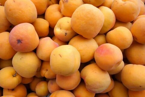 Дикий абрикос