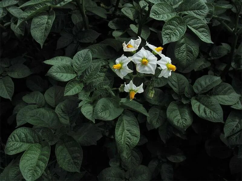 Паслен клубненосный. Паслен калифорнийский. Solanum tuberosum цветок. Паслен Эстетика. Известно что картофель или паслен