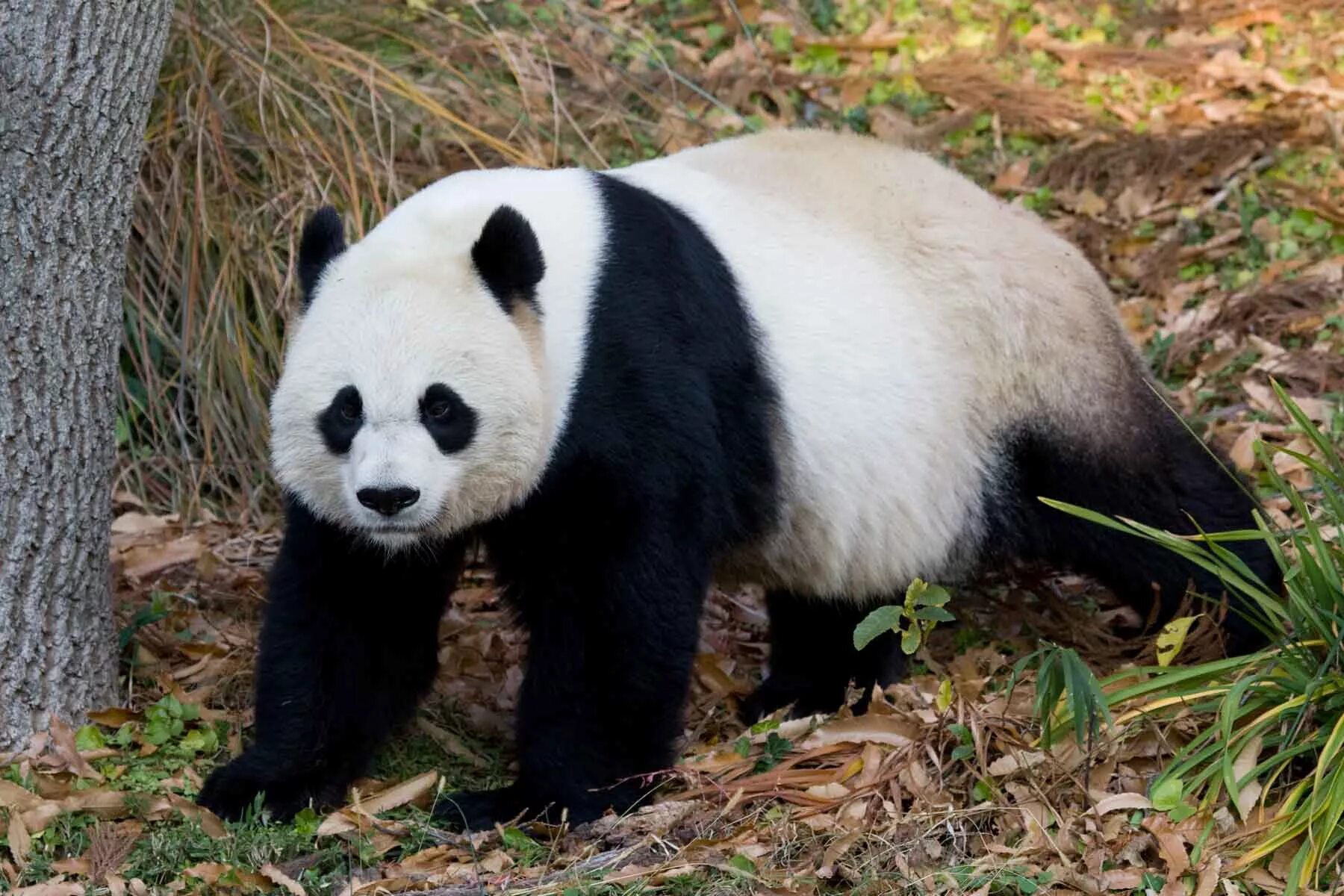 Большая панда сколько живут. Панда бамбуковый медведь. Большая китайская Панда. Пятнистая Панда. Большая Панда или бамбуковый медведь.