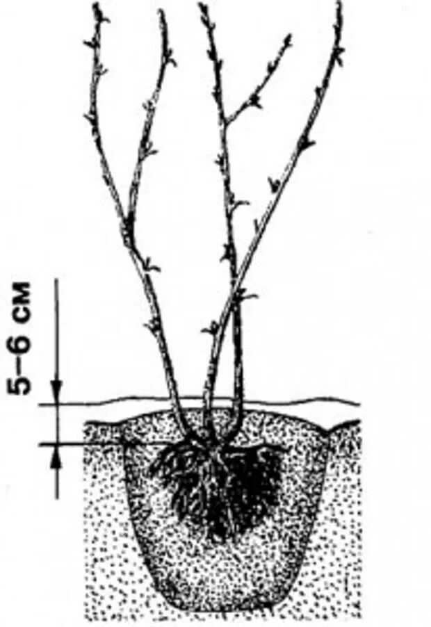 Посадка крыжовника корневая шейка. Корневая шейка у крыжовника. Что такое корневая шейка у саженца крыжовника. Посадка крыжовника весной саженцами.