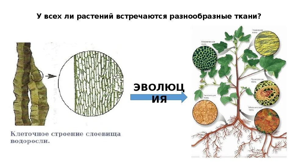 Ткани растений схема 5 класс биология. Эволюция растительных тканей. Эволюция тканей растений. Типы тканей растений.
