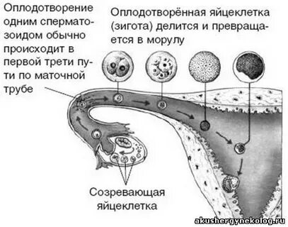 Как происходит оплодотворение