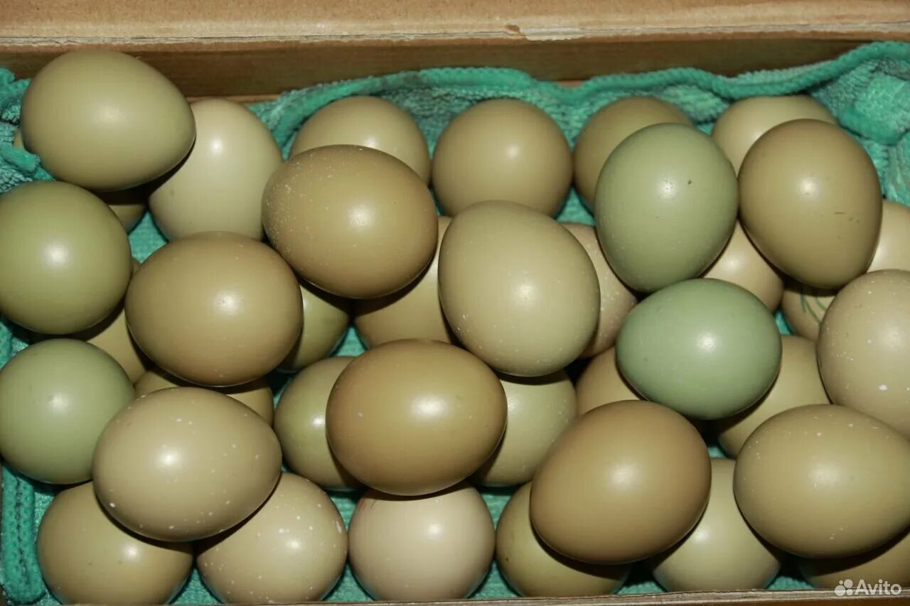 Инкубация яиц фазана. Яйцо фазана инкубационное. Яйцо фазана румынского. Яйцо инкубации фазан трагопан.