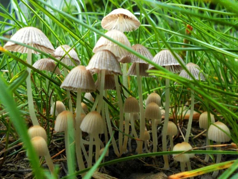 Псилоцибиновый гриб в России. Луговые грибы псилоцибиновые. Псилоцибиновый лес. Псилоцибиновый гриб под кустом. Пшеничный гриб