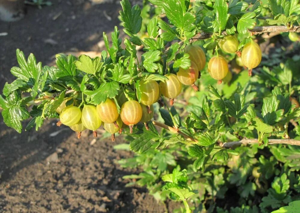 Медовый куст. Крыжовник куршу дзинтарс. крыжовник желтый дзинтарс куршу. крыжовник бесшипный медовый. крыжовник янтарный.