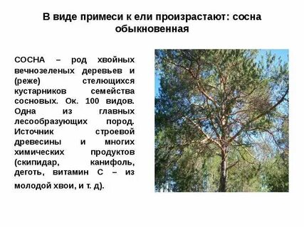 Сосна род хвойных