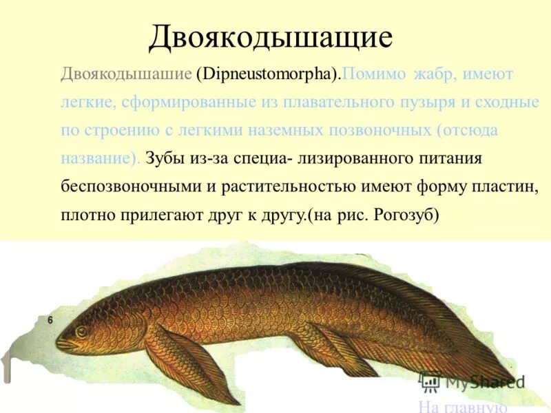 Особенности строения двоякодышащих рыб. Двоякодышащие рыбы характеристика таблица. Двоякодышащие рыбы особенности. Надотряд двоякодышащие представители. Двоякодышащие и кистеперые рыбы отличия.