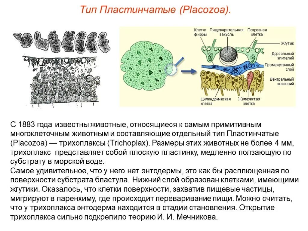 Тело пластинчатых имеет. Тип пластинчатые (трихоплакс). Тип пластинчатые (Placozoa). Пластинчатые многоклеточные. Строение трихоплакса.