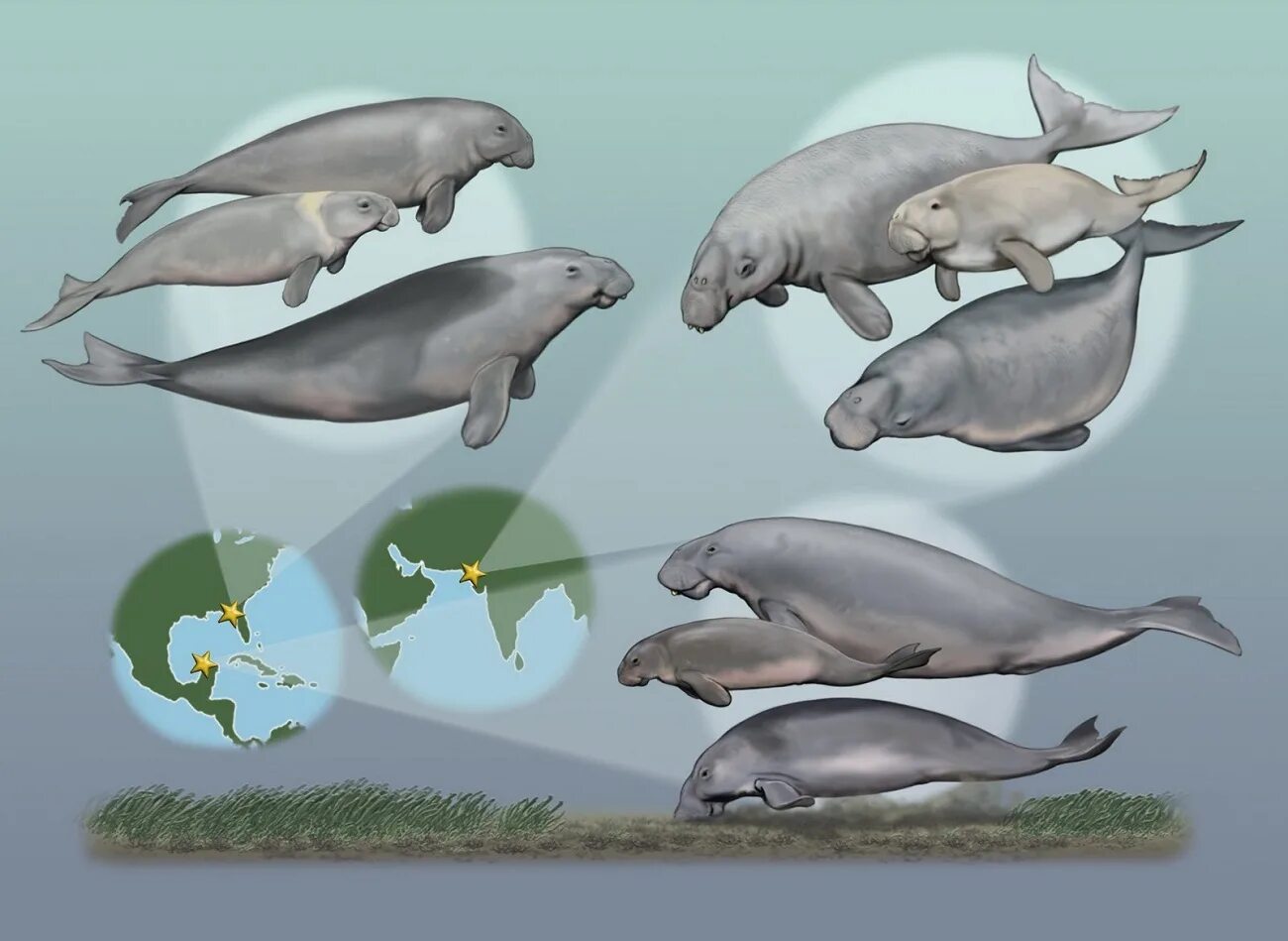 Жизнь в воде эволюция. Эволюция ламантинов. Дюгони вымерли. Ламантины морские млекопитающие. Ламантин морская корова.
