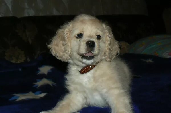 кокер спаниель щенок 3 месяца. щенок кокер спаниеля 2 месяца. русский охотничий спаниель. русский кокер спаниель щенок 3 месяца. английский кокер-спаниель.