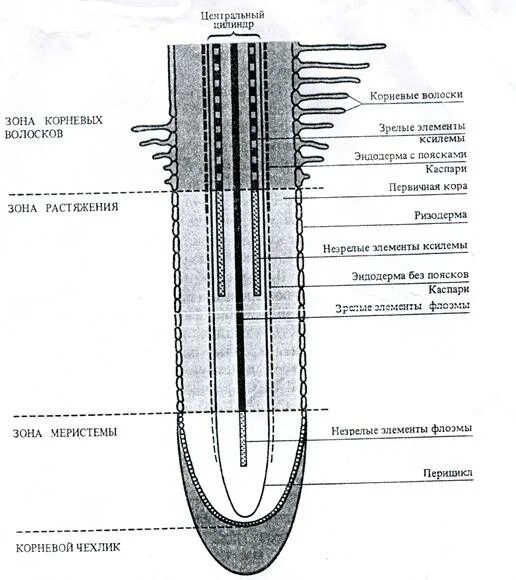 Корневой кончик. Продольный срез кончика корня. Кончик корня схема. Продольный срез кончика корня схема. Рисунок 1. продольный срез кончика корня (схема).