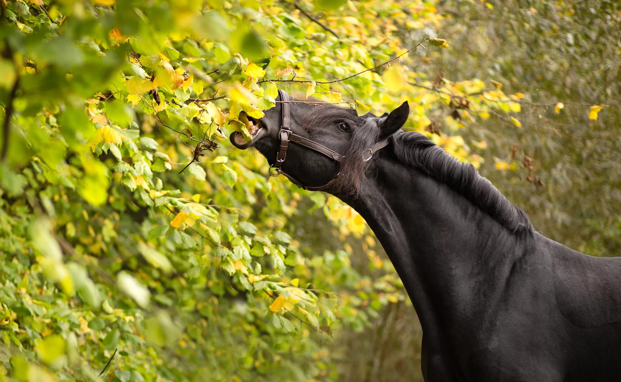 A horse is an animal. Кладрубская Вороная. Вороная лошадь. Кладрубская лошадь. Кладрубская лошадь жеребец.