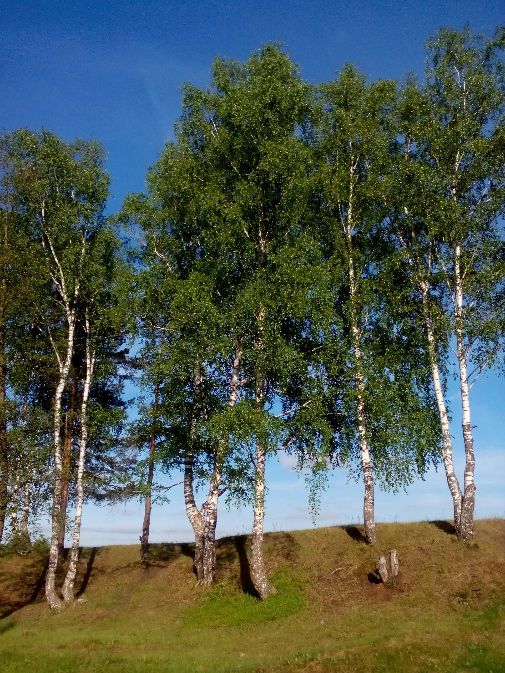 Природного родного края. Родная природа. Родной край. Природа нашего края. Природа Пензенского края.