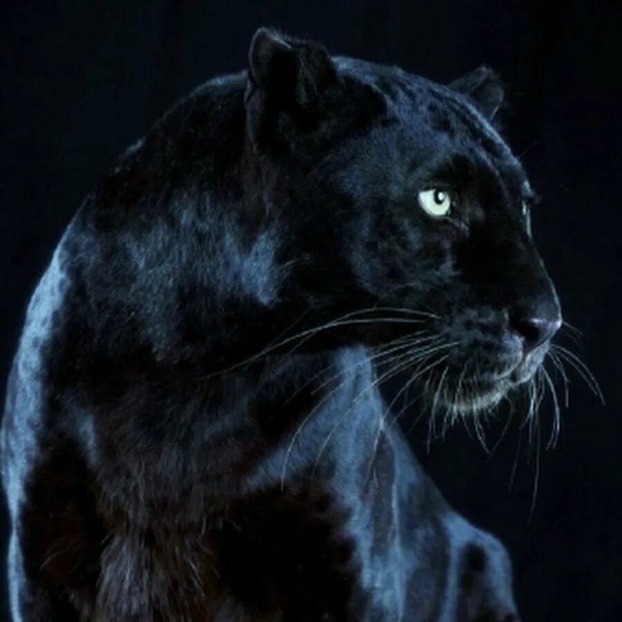 Pin by maleja velez on Felinos Wild cats, Beautiful cats, Animals beautiful