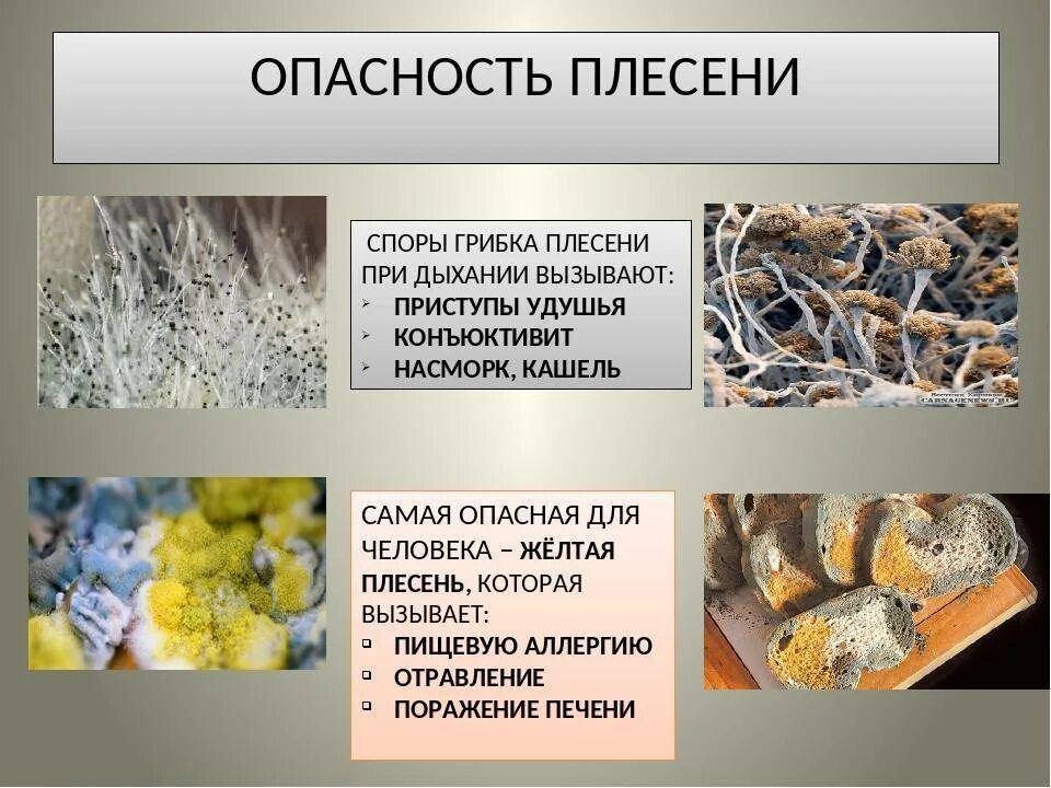 Грибы могут вызвать. Мицелиальные плесневые грибы. классификация плесневых грибов. вил плесениф.
