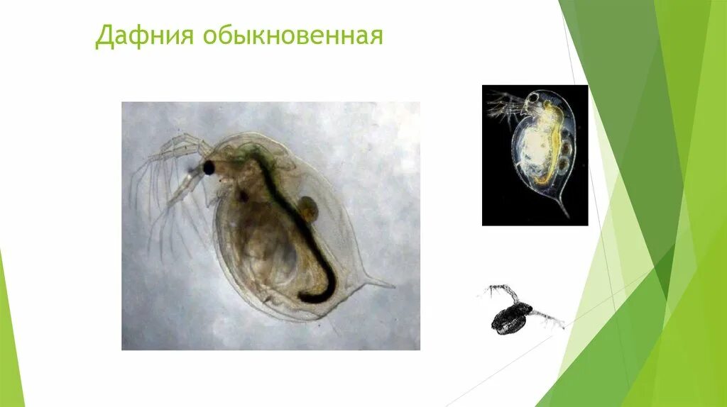 Дафния обыкновенная. Дафния классификация. Гидра и дафния. Детерминация у дафний.