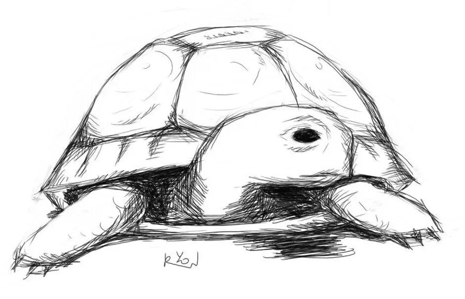 Построение черепаха. Черепаха рисунок карандашом. Набросок черепахи. Карандашные Наброски черепахи. Рисунки черепахи для срисовки.
