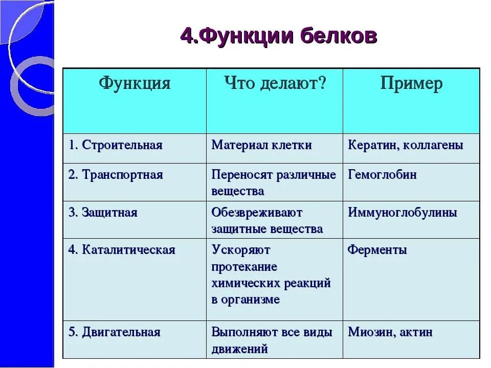 Название функций белка. Функции белков 10 класс биология. Функции белков биология 9 класс. Функции белков биология 9 класс кратко. Функции белков биология 10 класс кратко.