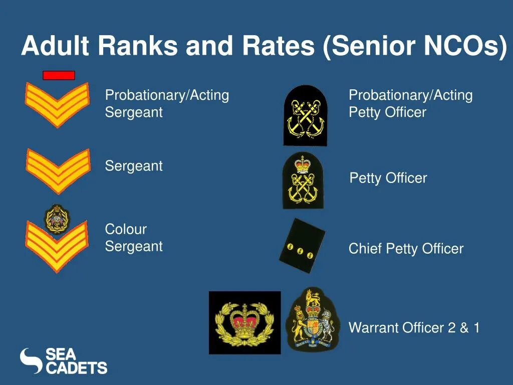 Колор сержант. Petty Officer Britain Ranks. Office Cadet звание. Probationary Rank.