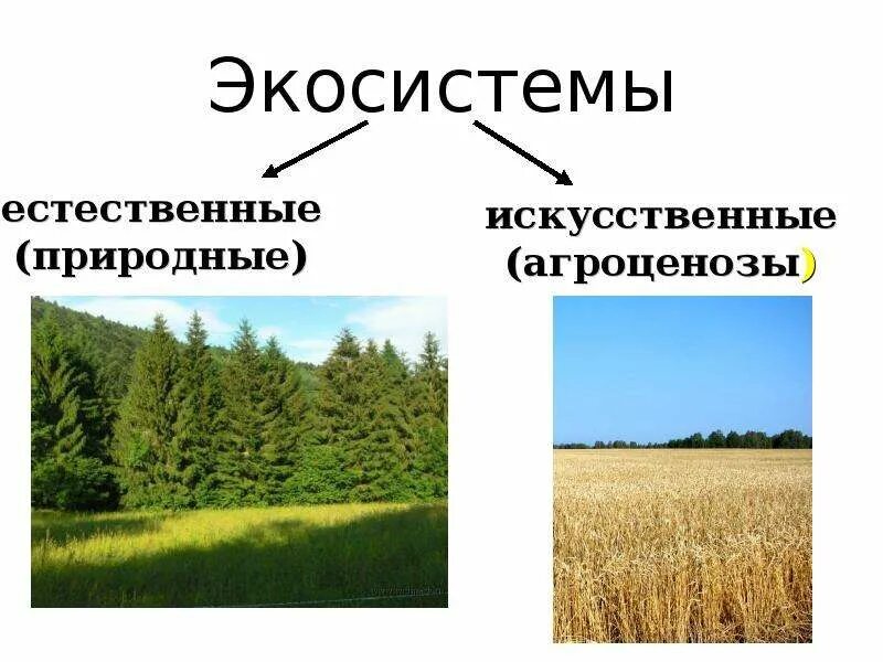 2 агроценоз. Искусственные экосистемы. Нарисовать агроценоз. Агроценоз и биогеоценоз. Агроценоз схема.