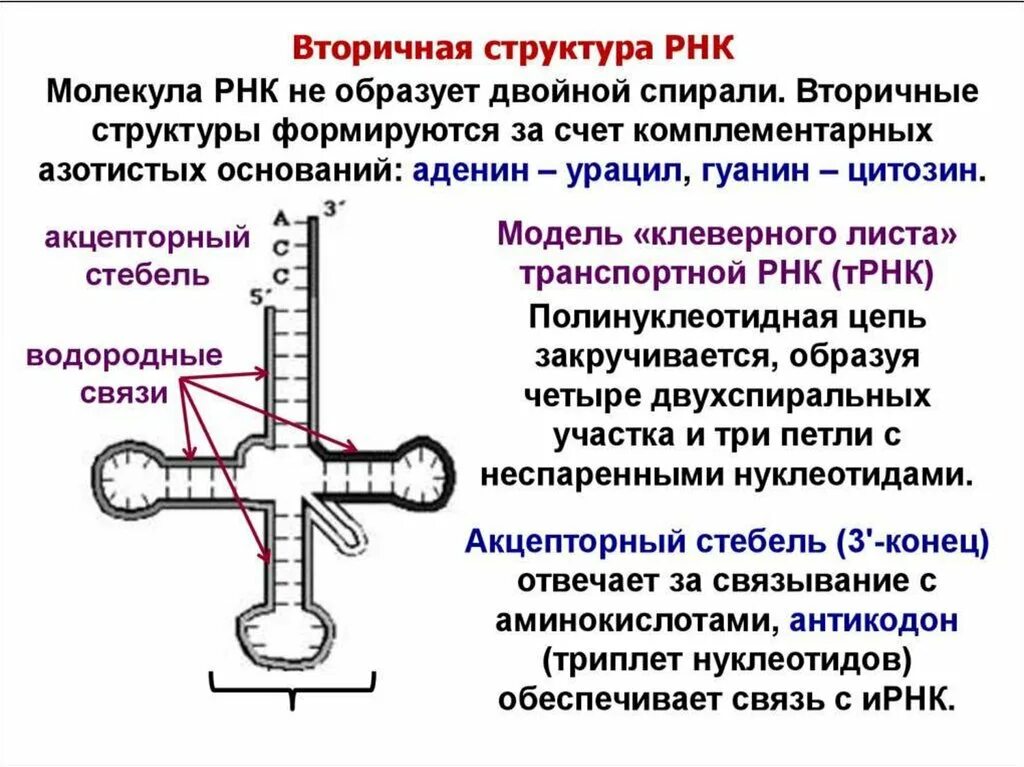 Вторичная структура РНК. Первичная и вторичная структура РНК. Структуры РНК первичная вторичная и третичная. Строение ТРНК первичная структура.