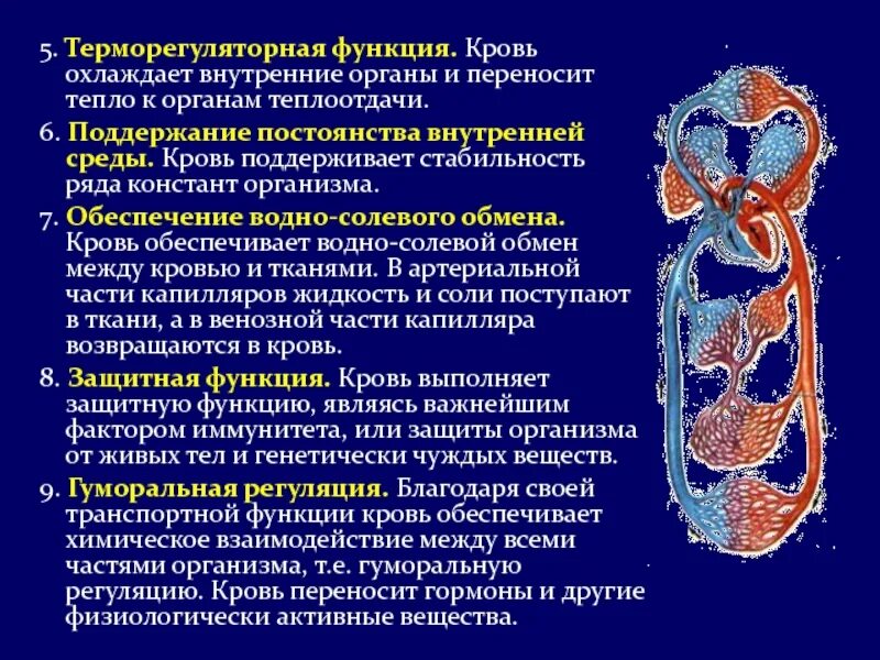 Выполняет терморегуляторную функцию. Терморегуляторная функция крови. Функции крови терморегуляторная регуляция. Энзимные профили органов и тканей.