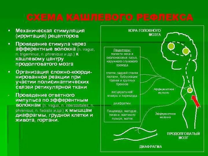 Установите последовательность этапов рефлекторной реакции кашля. Кашлевой рефлекс схема. Механизм кашлевого рефлекса. Кашель физиология кашлевого рефлекса. Рефлекс кашля схема.