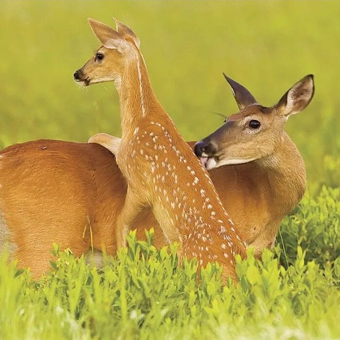 Львица и львенок. Мама и малыш животные. Мир животных их дети. Мир животных их дети. Львиная семья.