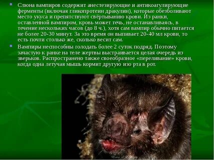 Волонтеры реабилитологи рукокрылых часто сталкиваются с необходимостью