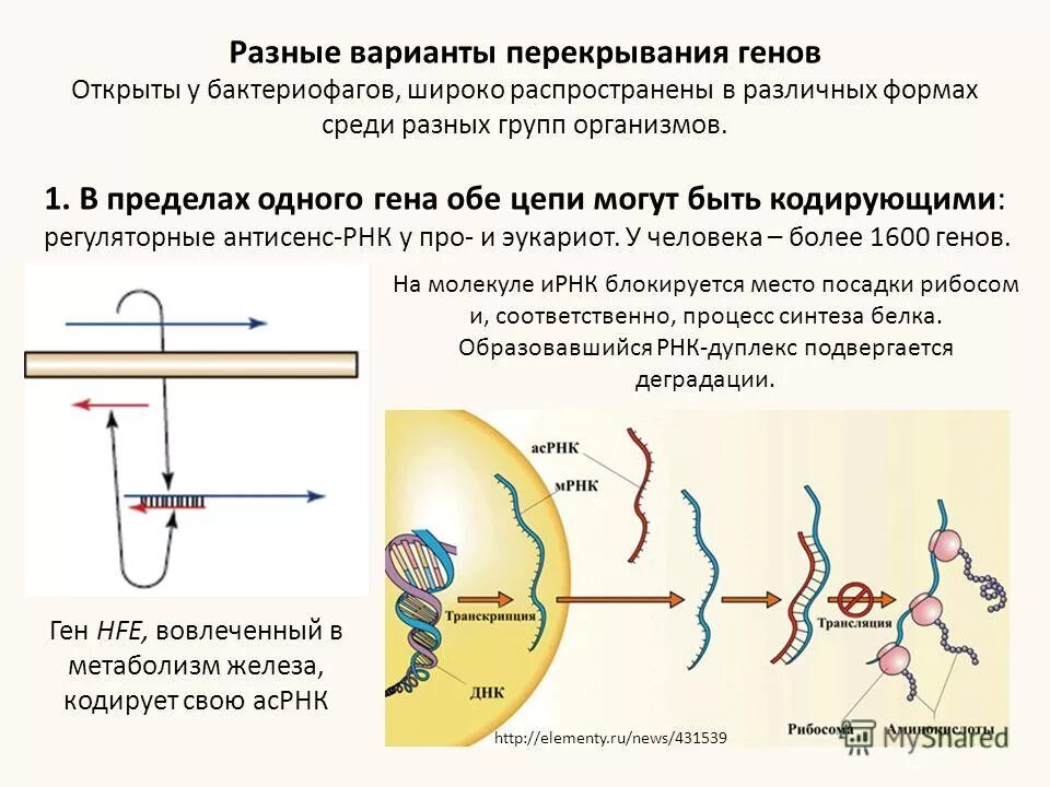 Одну молекулу белка кодирует