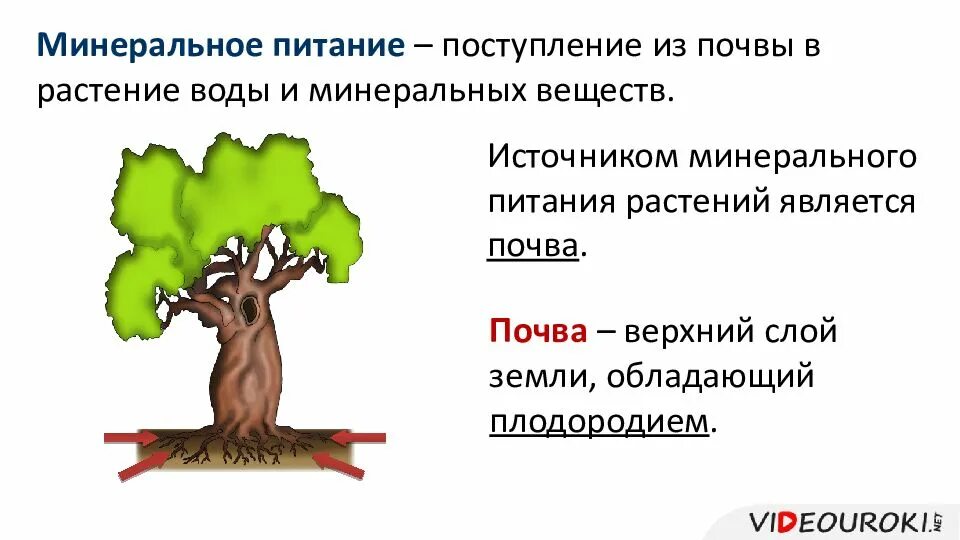 Утверждения о минеральном питании растений. Минеральное питание растений. минеральное питание растений и значение воды. значение минерального питания. особенности питания растений.