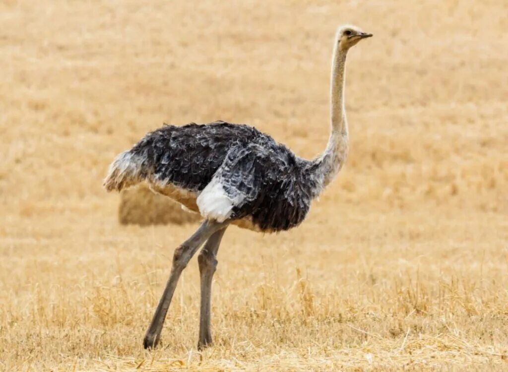 Семейство страусовые - struthionidae. Страусята африканского страуса. Отряд нандуобразные (нанду). Африканский страус в саванне. Американский страус нанду.