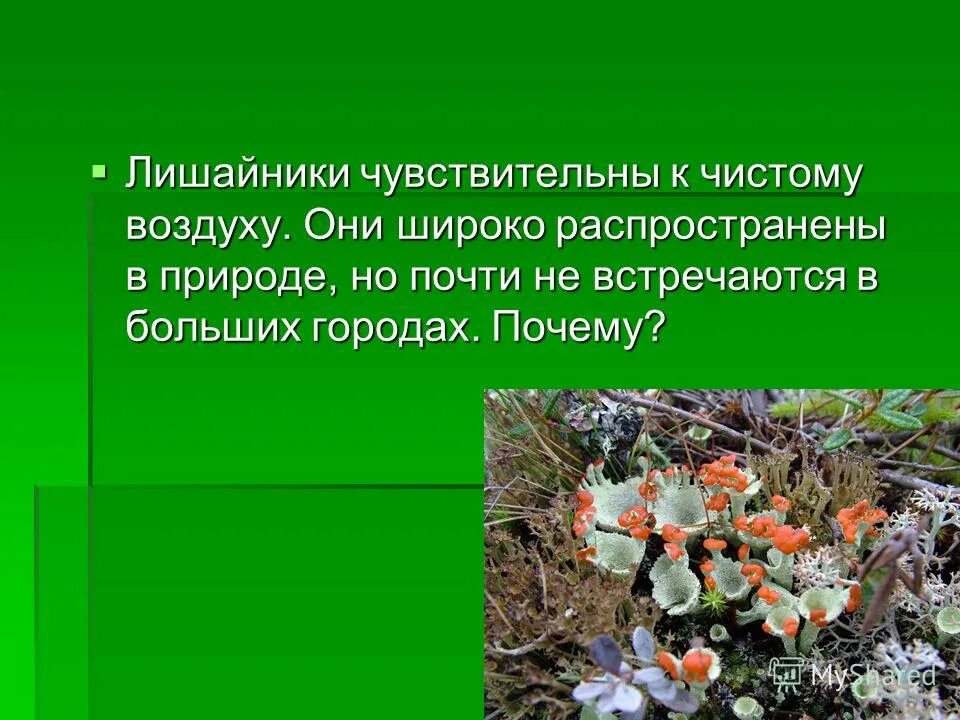 Лишайники чувствительны к. Лишайники показатели чистоты воздуха. Лишайники чувствительность.