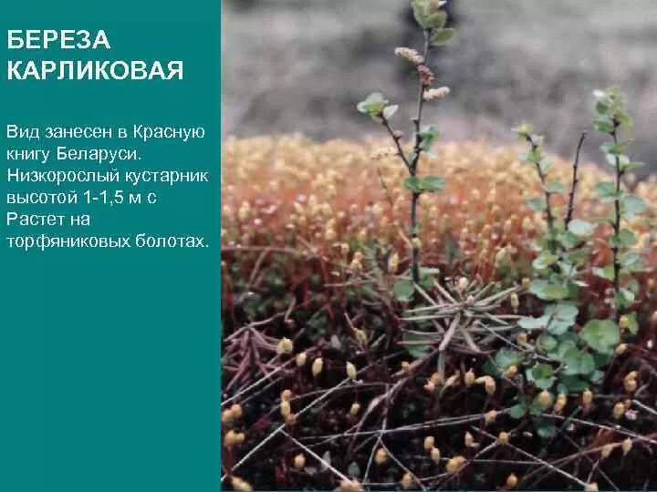 В тундре растут березы. Карликовая берёза в тундре. Растительность тундры карликовая береза. Растения тундры карликовая береза. Деревья тундры карликовая берёза.