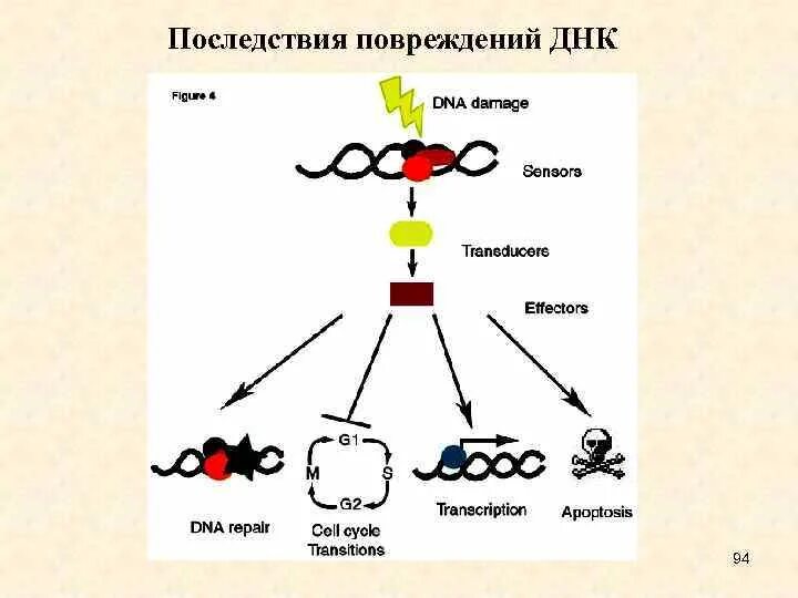Повреждение ДНК. Факторы повреждающие ДНК. Основные типы повреждения ДНК. Спонтанные повреждения ДНК.