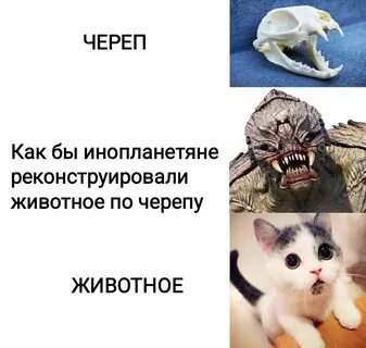 Верни зверей