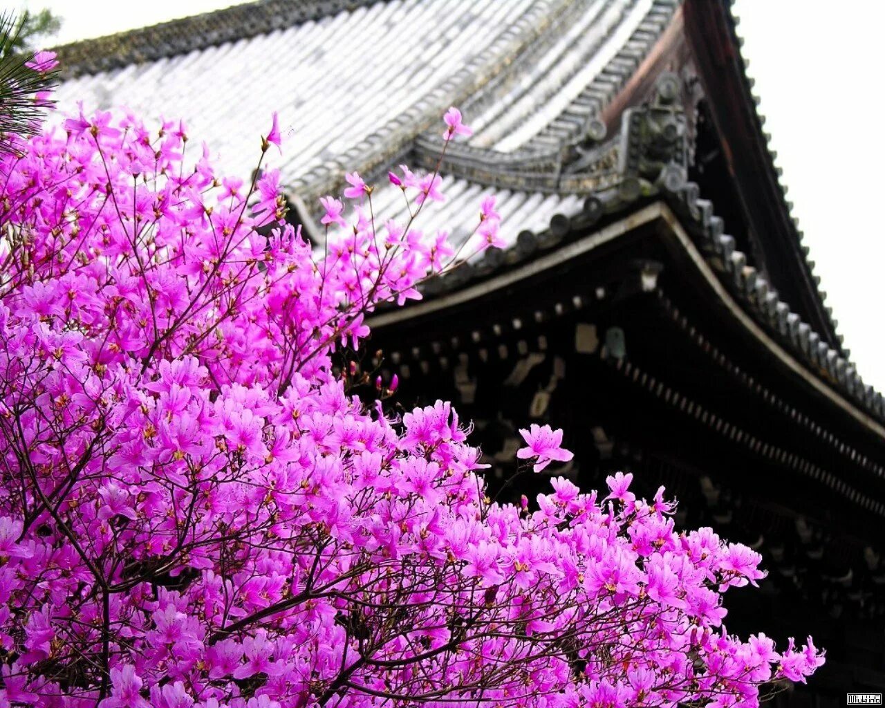 Сад Кавати Фудзи. Сакура в Пекине. Цветение Сакуры в Китае. Растения Японии Сакура.