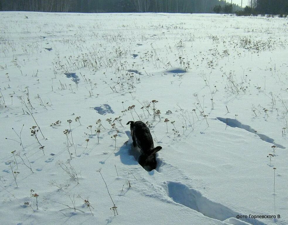 Помет косули фото. Охота на зайца по глубокому снегу. Охота на зайца по следу.