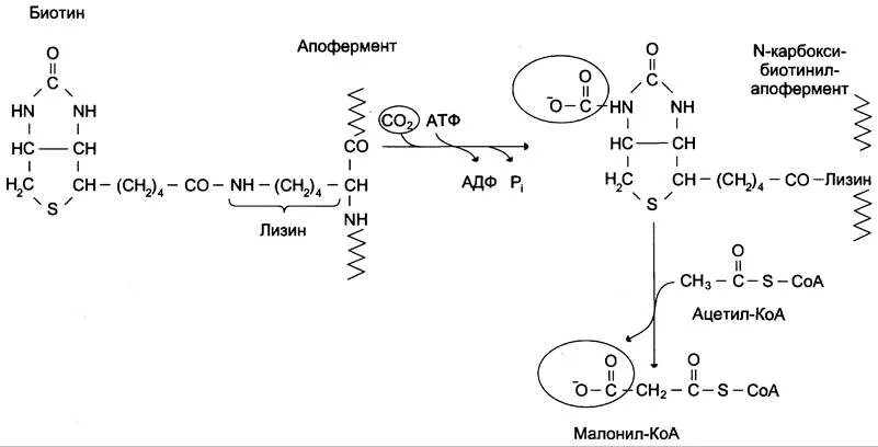 Синтез жирных кислот из ацетил КОА реакции. Биосинтез жирных кислот биотин. Синтез высших жирных кислот биохимия реакции. Реакция образования малонил КОА.