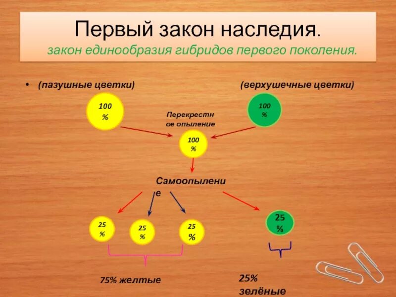 Первое правило гибридов первого поколения. Первый закон единообразия гибридов первого поколения. Закон единообразия первого поколения. Закон единообразия гибридов 1 поколения. Закон Единообразме гибридрв 1поколении.