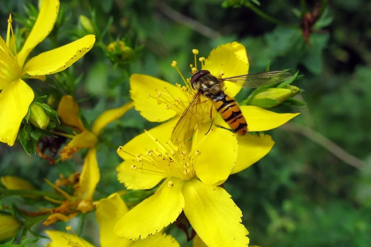 Зверобой продырявленный (Hypericum perforatum). Зверобой (Hypéricum perforátum). Зверобой Монбре. Зверобой четырехкрылый.