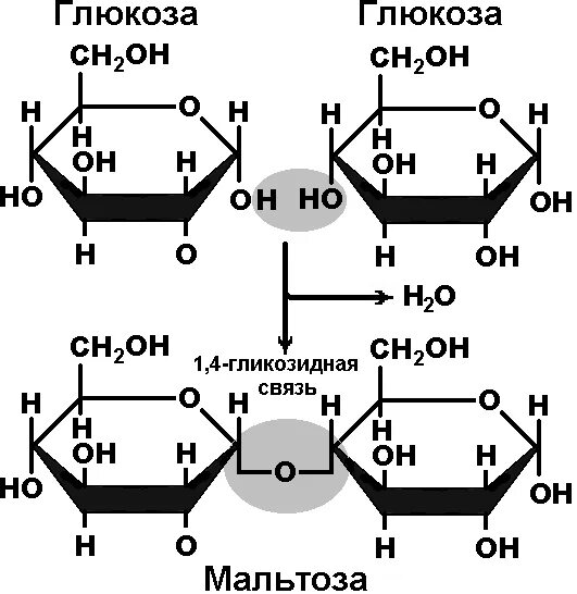 Связь 4 гликозидная. Рбпазование диспхарид из моносахарид. Мальтоза гликозидные связи. Мальтоза Тип гликозидной связи. Гликозидная связь в дисахаридах.