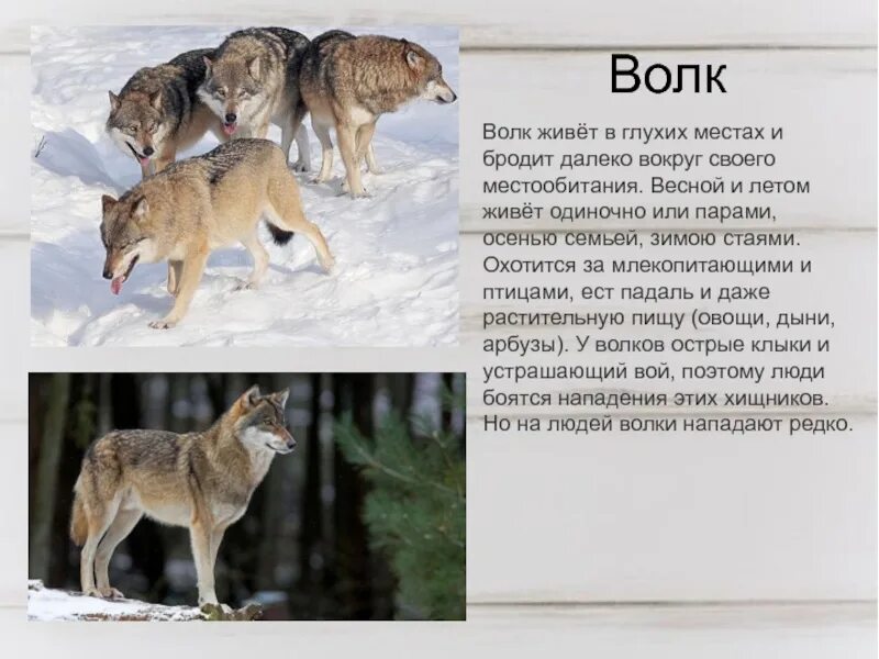 Интересные факты о волках. Интересный рассказ про волка. Интересная информация о волке. Какие волки обитают животные.