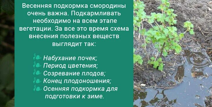 Чем подкормить черную смородину весной. Весенняя подкормка смородины. Удобрение для кустов смородины. Крыжовника и смородины удобрениями Весенняя. Удобрение весной для смородины и крыжовника весной.