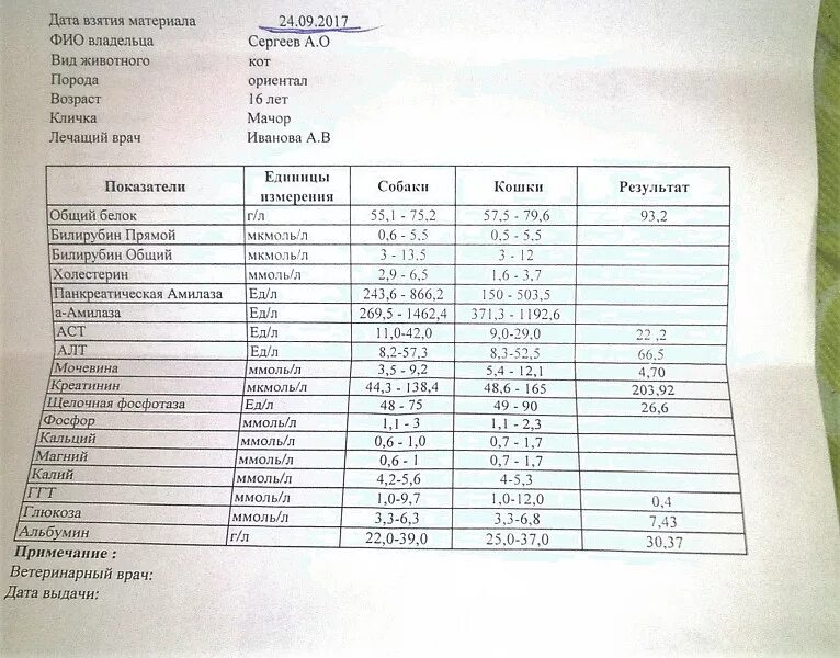 Норма креатинина у собак. Амилаза норма у кота в крови. Панкреатическая амилаза у кошек норма. Что такое Альфа-амилаза в биохимическом анализе крови. Анализ панкреатическая амилаза в норме.